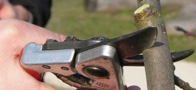 (c) F. Kiss UBU Natur im Garten