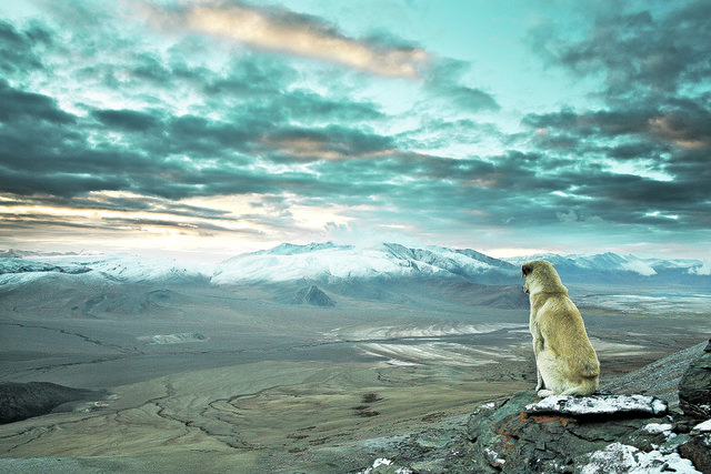 Trekkingtour mit streunendem Hund, der auf über 5.000 Meter den Sonnenaufgang genoss.