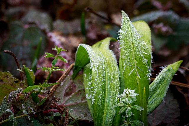 Neben den Schneeglöckchen ist der Bärlauch einer der ersten Frühlingsboten in den Auwäldern der Donau. Nebel und Minusgrade ließen diese schönen Eiskristalle an den Bärlauchblättern wachsen.