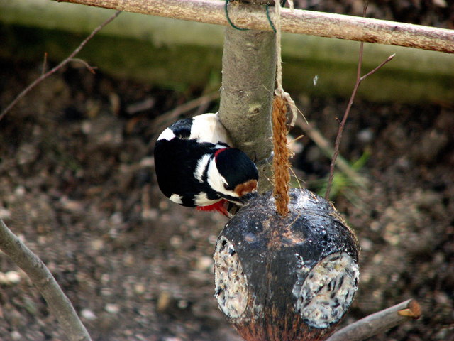 Kokosfett mit Sonnenblumen - da kann auch der Specht nicht widerstehen