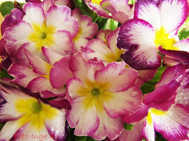3 Blüten waren es, sie werden immer noch mehr