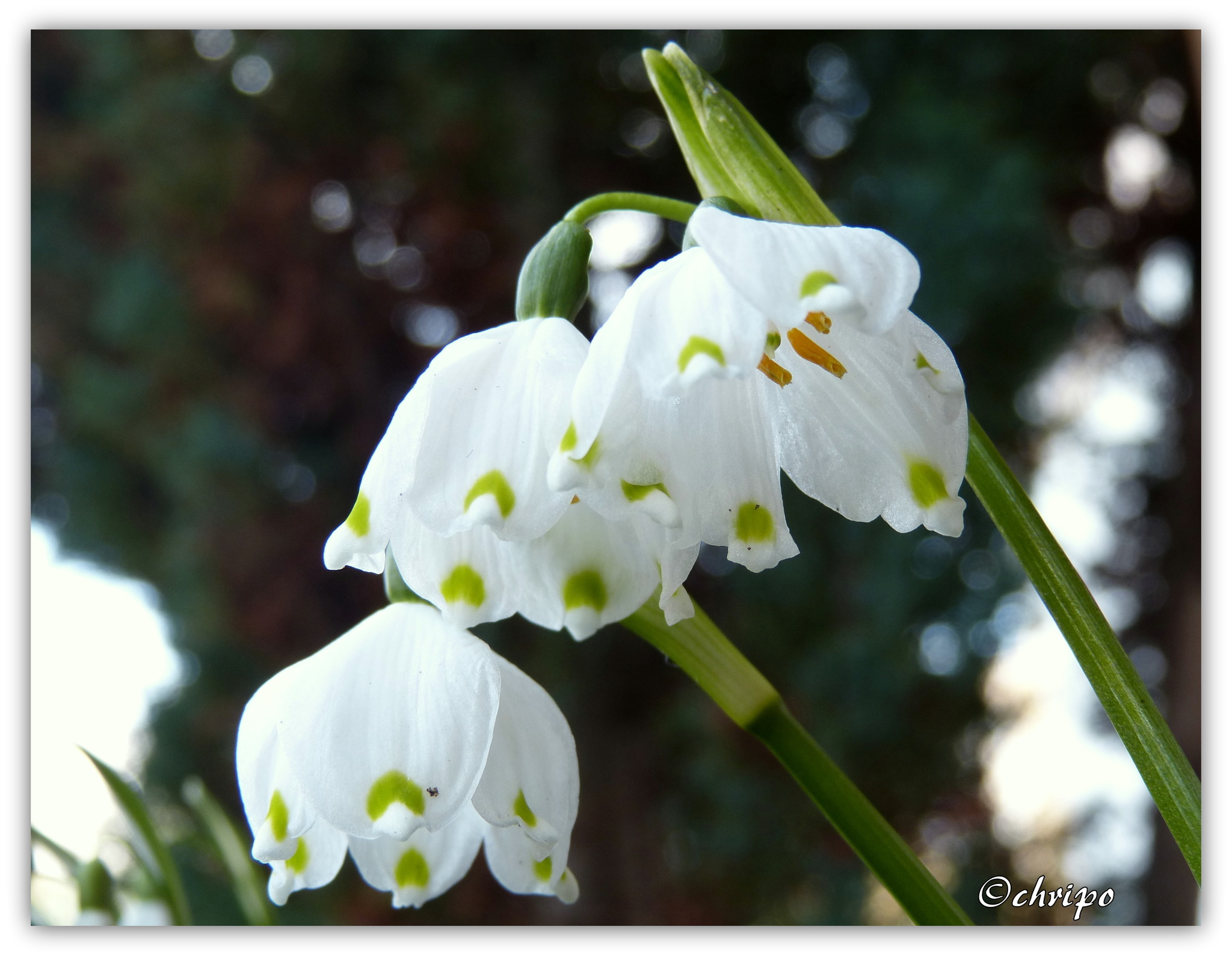 Erste Blüten im Frühling Ottakring