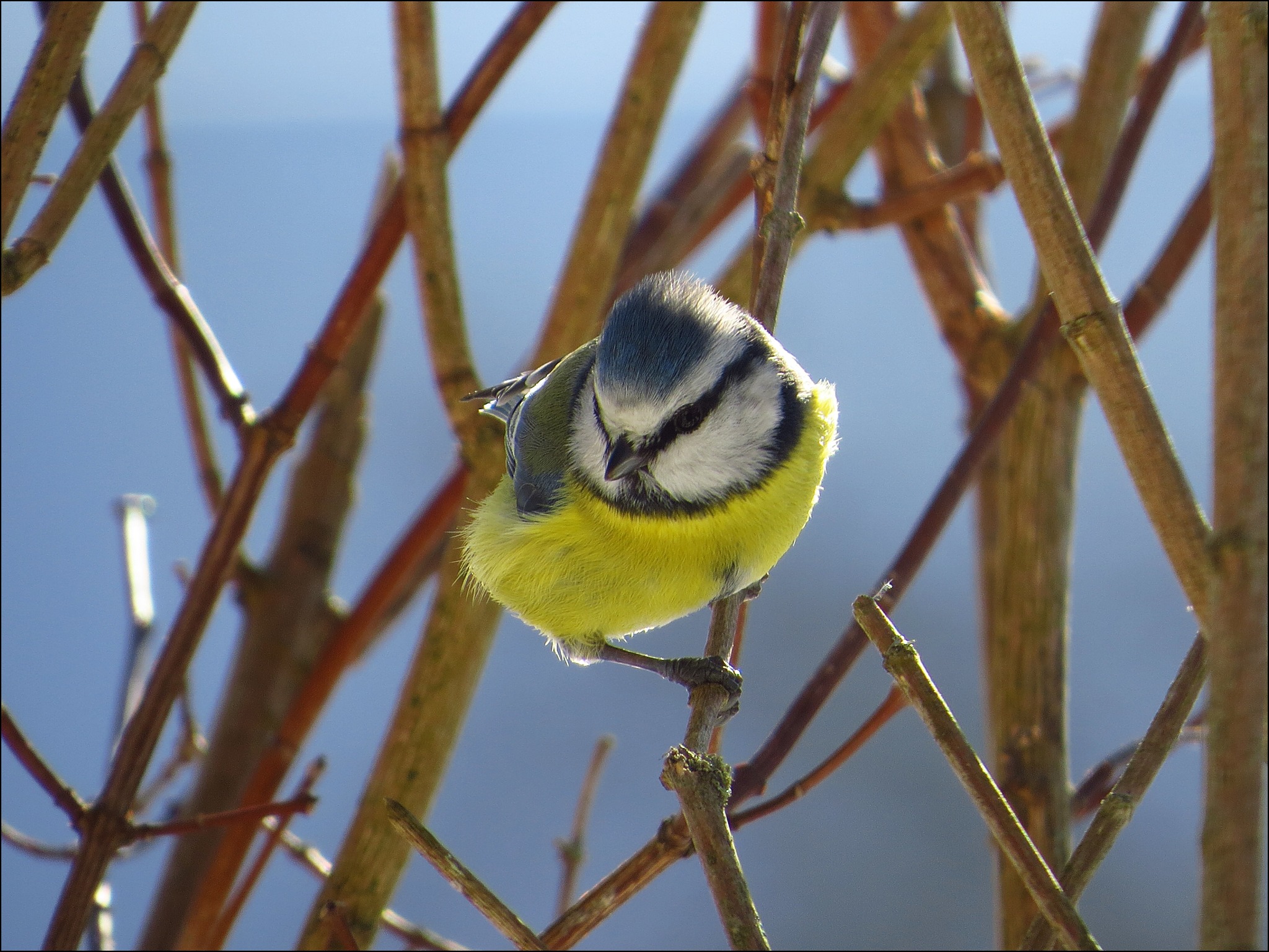 Halte das Glück wie einen Vogel so leise und so lose wie möglich