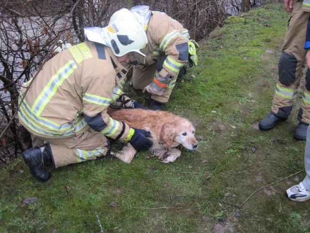 Tierrettung - (c) www.ff-pressbaum.at