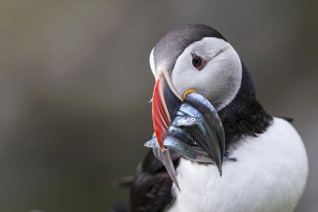 Simon Hausberger: Dritter in Kategorie "Landschaft/Wildlife". | Foto: Foto: Hausberger