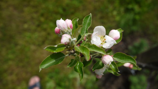 Apfelblüte - Knospen