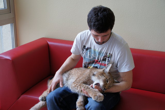 Luchs Blondie und sein Betreuer Jiri Marek vom Zoopark Zajezd zu Gast in der ÖKOLOG Hauptschule Rohrbach.