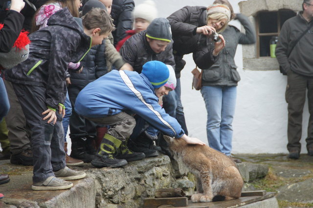Luchs Blondie eroberte schnell die Herzen der Kinder amUnterkagererhof.