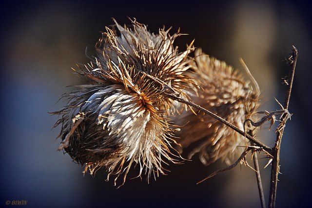 ... ist diese vertrocknete Distel aus dem Vorjahr !