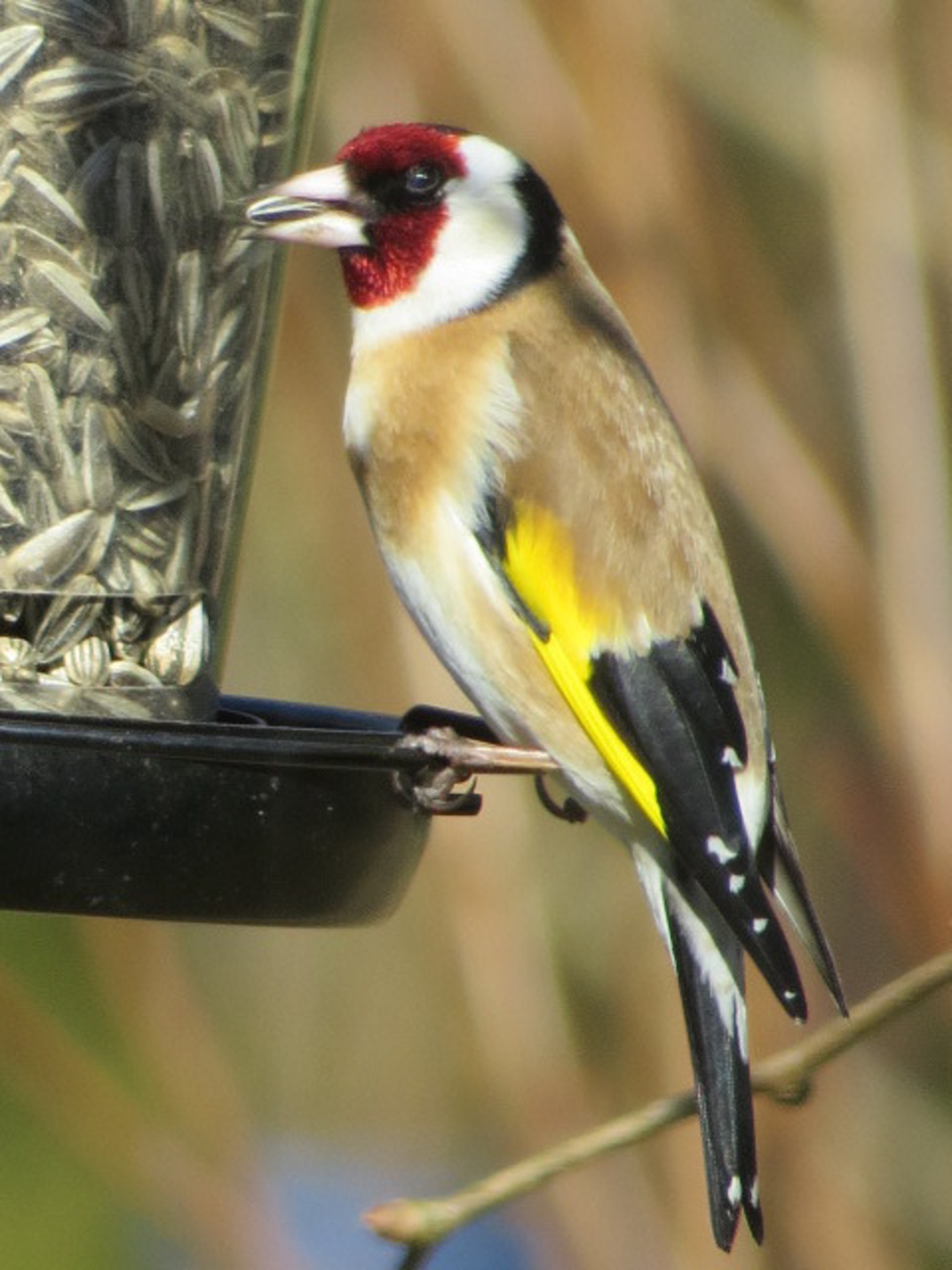 Der Stieglitz genießt sein Futter. Lavanttal
