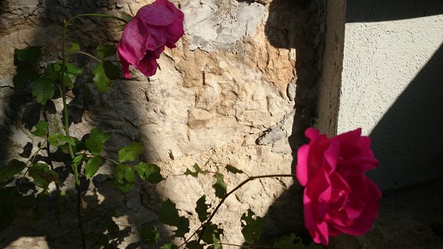 Anlässlich des heutigen Tages, des Internationalen Frauentages… Ein paar Rosen aus Guča Gora, Bosnien und Herzegowina
„Völlige Gleichberechtigung findet erst statt, wenn alle Männer und alle Frauen sowohl die gleichen Rechte als aber auch die gleichen Pflichten haben…“
Foto: Ivica Stojak, ein Foto aus der Fotoserie „Die Blumen meiner Mutter“