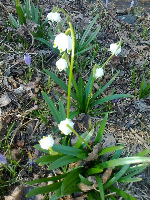 Es sprießt und sprießt und sprießt....der Frühling ist im Schilcherland angekommen