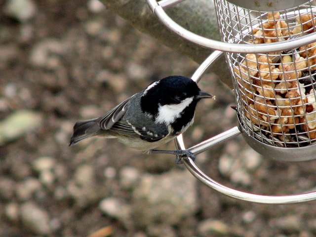 Wenn der Futterspender leer ist wird er weggeräumt, da die Vögelchen nun schon in der Natur ihr Futter finden.
