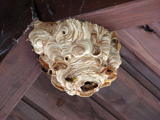 Hoffentlich bleibt mir dieses fussballgroße Kunstwerk am Dachstuhl vor meinem Fenster heuer erspart. Dieses Foto stammt vom letzten Jahr.
