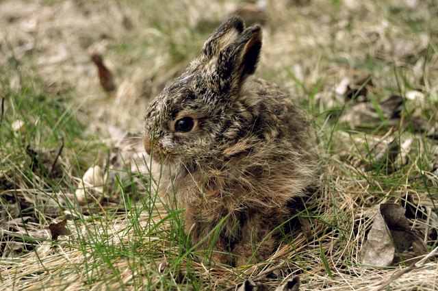 Wald und Feld, Wiese und Feuchtgebiete sind Kinderstube und Lebensraum für Tiere und Pflanzen – bitte nicht zerstören.