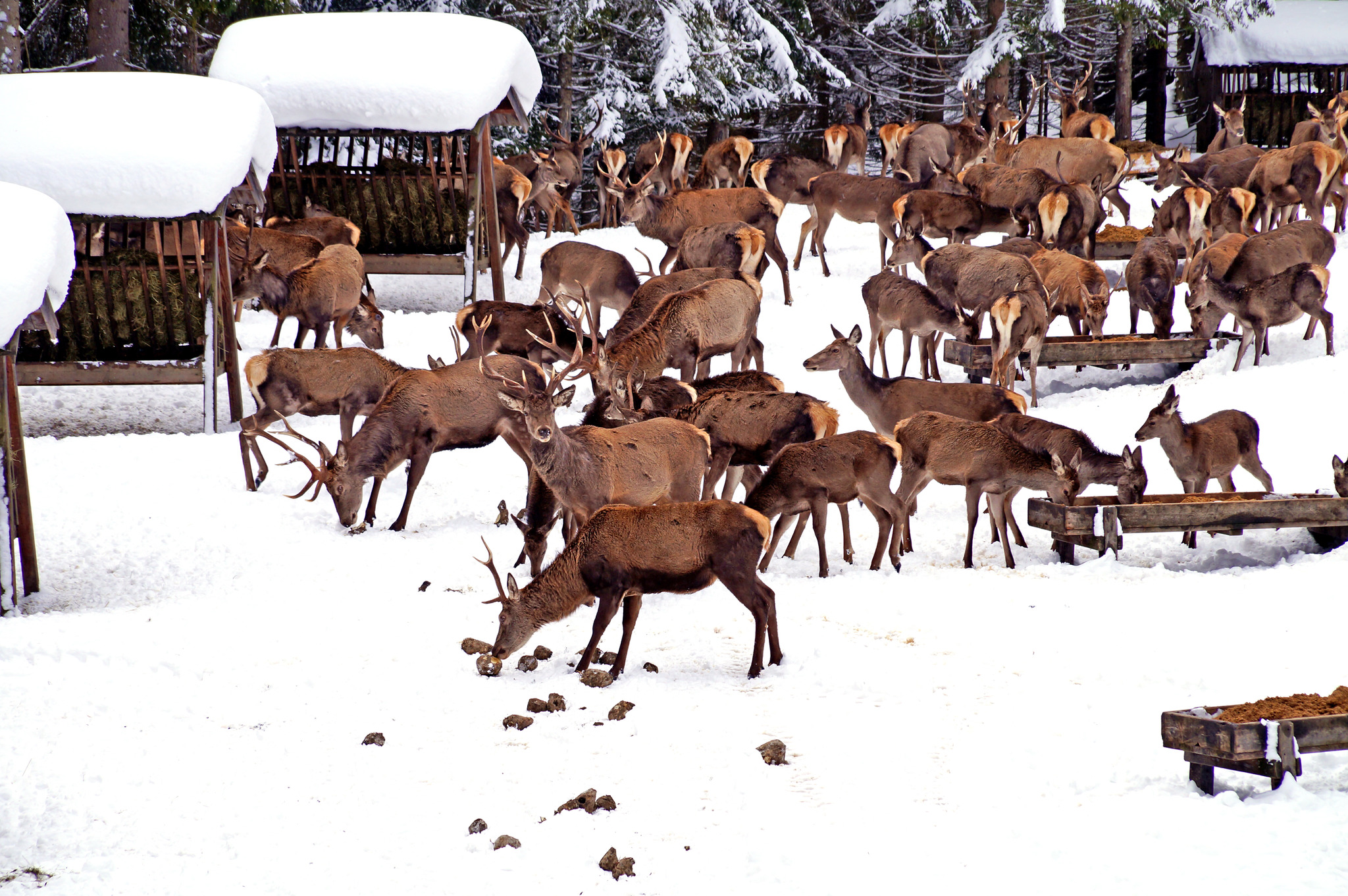 Festmahl für's Rotwild - Lungau