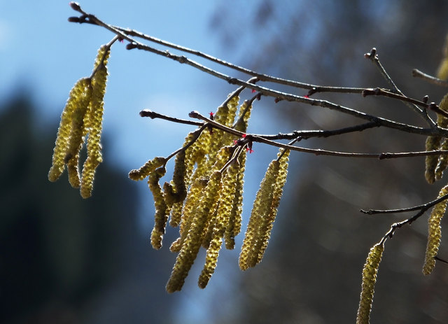 Hier sind auch die kleinen roten weiblichen Blüten zu sehen.