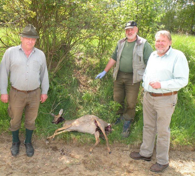 Jagdpächter Arnold Laher, Jagdleiter Josef Berlinger und der Luchsrissbeauftragte Johann Peter im Sommer 2014 in Ulrichsberg. Ein Luchs hatte nahe Mühlwald eine Geiß beim Setzen gerissen.