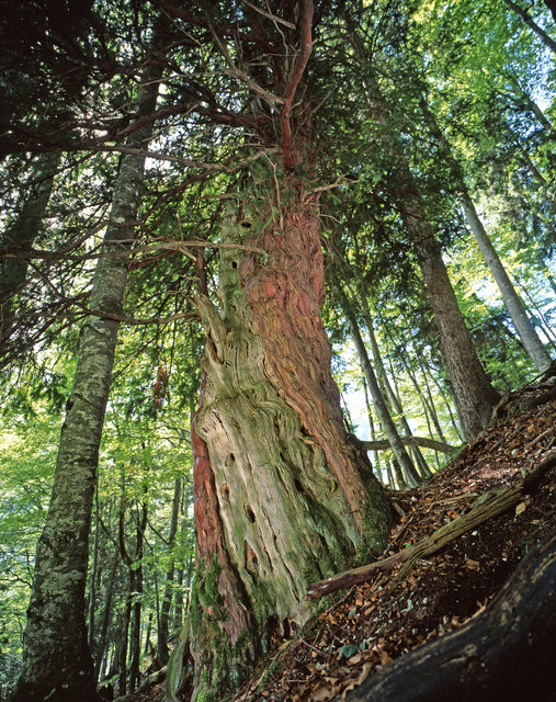 In Österreichs Kalkalpen steht diese 1.000 Jahre alte Eibe. | Foto: ÖBf / F.Kovacs
