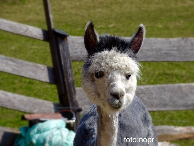 ....da war der Friseur aber schlampig 