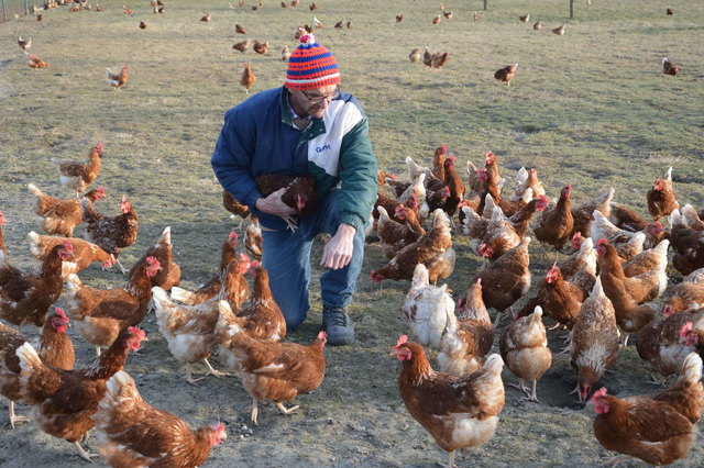 Hühnerhalter Bernhard Doppler im Kreise seiner Hennen. | Foto: Schlüsselberger