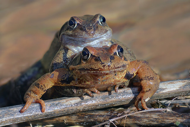 Schon auf dem Weg zu ihrem Laichgewässer begann dieses Grasfroschpaar mit der Paarung.