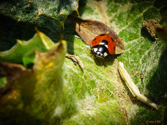 Die Frühlingssonne hat schon die ersten Insekten auf den Plan gerufen