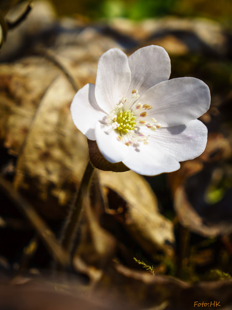 Frühlingsblumen am Waldrand erfreuen die Wanderer