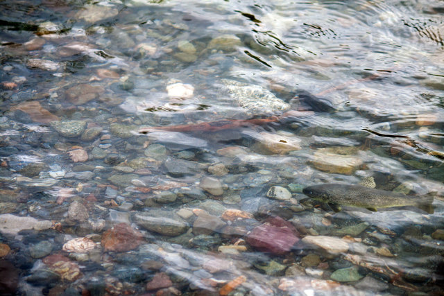 Forelle in der Sanna. Empfehle Vollbildmodus, dann werdet ihr auch den Fisch erkennen. © Ing. Günter Kramarcsik
