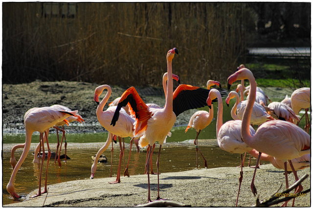 ...neulich bei den Flamingos..;)) Großmodus wäre empfehlenswert..