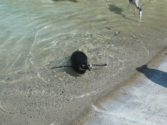 Bei solchen Rekordtemperaturen sehnen sich Mensch und Tier nach Abkühlung. Dieser Pinguin im Stuttgarter Zoo planscht gern im Wasser - und wie kühlt ihr euch ab?