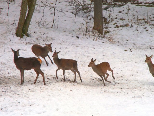Wenn es dämmrig wird "tanzt" das Wild aus dem schützenden Wald auf die Lichtung. Zuerst lugen sie vorsichtig zwischen den Bäumen hervor, dann laufen sie mit Bocksprüngen zum Trog. Ein wunderschönes Erlebnis von der Aussichtswarte beim Hintersee im Nationalpark Berchtesgaden.