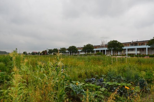 Selbsterntefeld