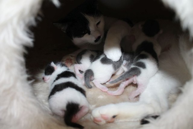 Kuscheln mit Mama: Spongebob, Garry, Perla und Mrs. Puff im Katzenglück. | Foto: Wiener Tischutzverein