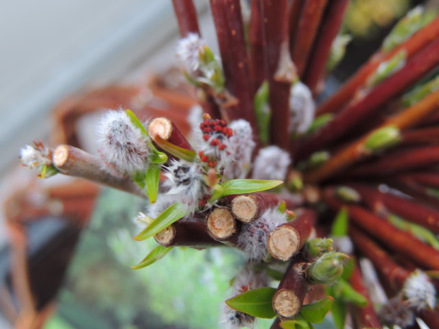 und mein Weidenbäumchen bekommt erste Blätter