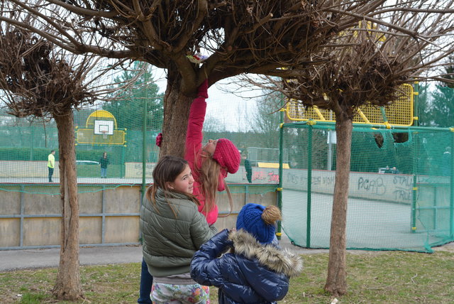 Durch gemeinsame Hilfe konnte das Nest auf dem Baum herunter gebracht werden.