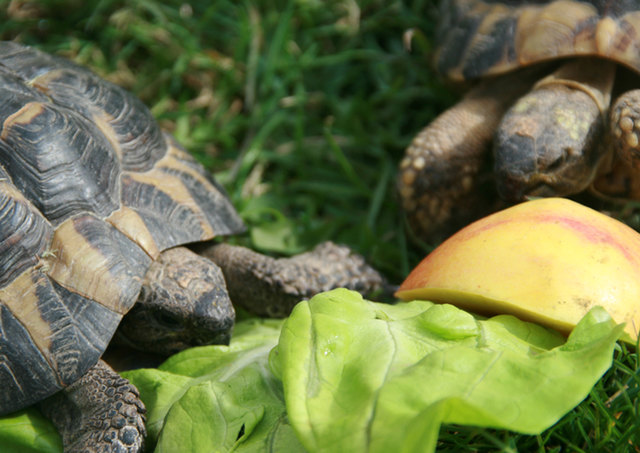 Neben Salat und Obst sollte man Schildkröten mit frischen Wiesenkräutern füttern. Foto PFOTENHILFE/Sascha Sautner