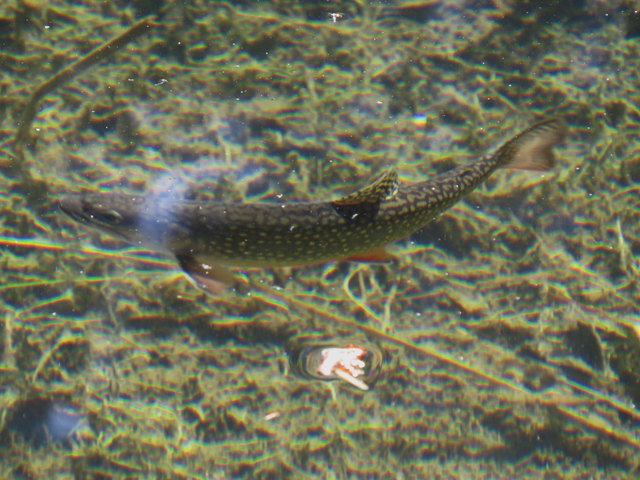 Es ist wohl kein Hecht im Karpfenteich, sondern ein Stör im Forellenteich, doch scheint er sich wohl zu fühlen und dreht seine Runden, wartend auf einige Brotstücke...