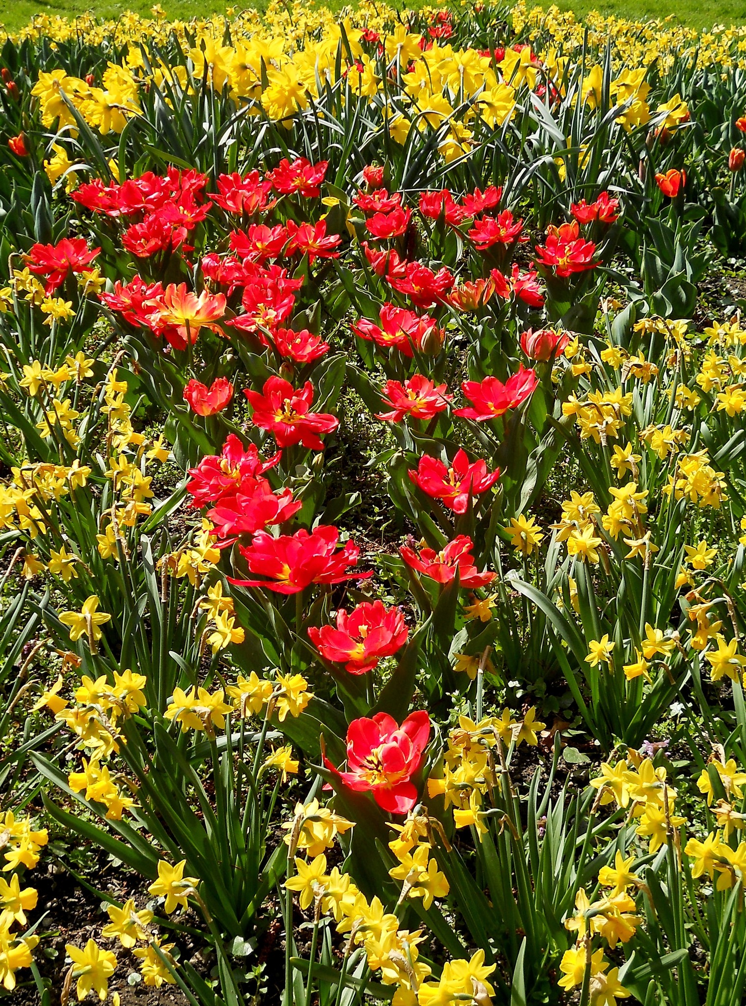 Rosen Tulpen Und Narzissen Das Ganze Leben Ist Tulpen und Narzissen - Innsbruck
