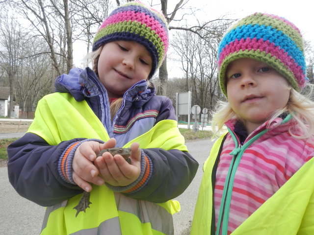 Amelie und Pauline Ullmann halfen ihrem Papa Thomas fleißig beim Krötenretten. | Foto: privat