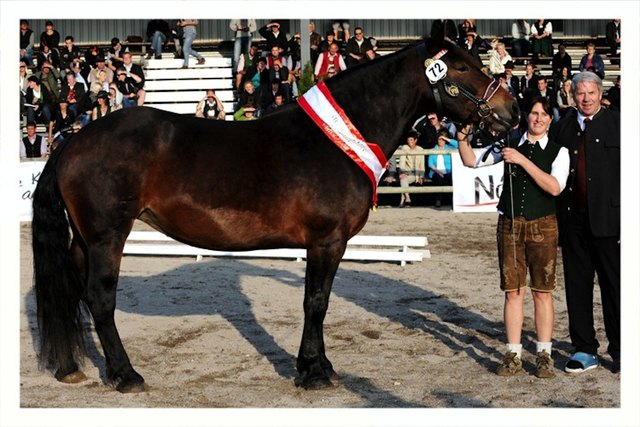 Janet Genyk und ihre erfolgreiche Norikerstute Luna. | Foto: W.Wurm /Rossinger International