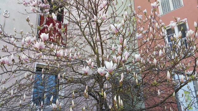 Magnolienblütenpracht in Wien-Penzing | Foto: Galerie Henrietta