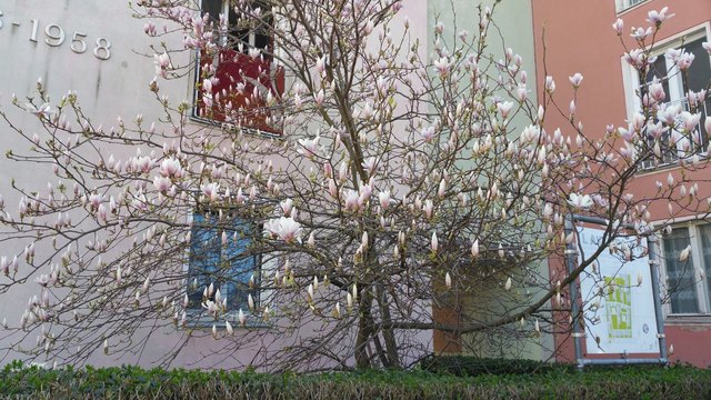 Magnolienbaum in der Heinrich-Collin-Straße | Foto: Galerie Henrietta
