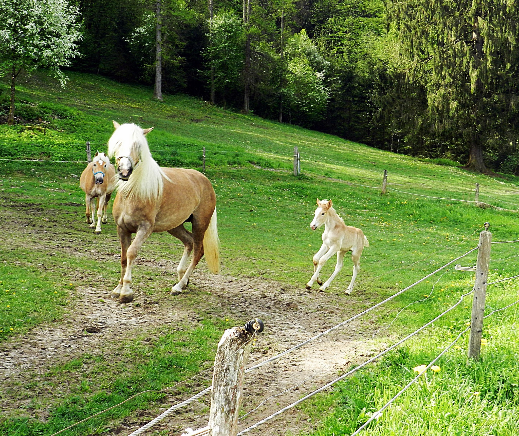 noch "wackelig" auf den Beinen - Kufstein