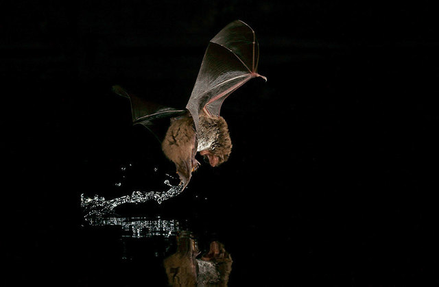 Eine Wasserfledermaus bei ihrer Jagd knapp über der Wasseroberfläche