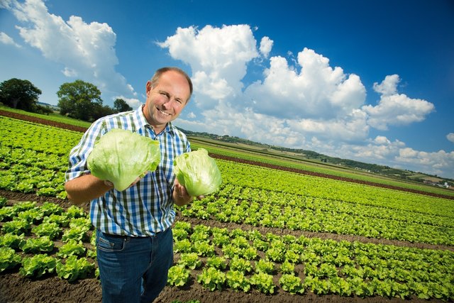 Partner: Johann Prischink ist Gemüsebauer aus Leidenschaft und beliefert SPAR mit Salat und Zwiebel aus dem Fladnitztal. | Foto: SPAR