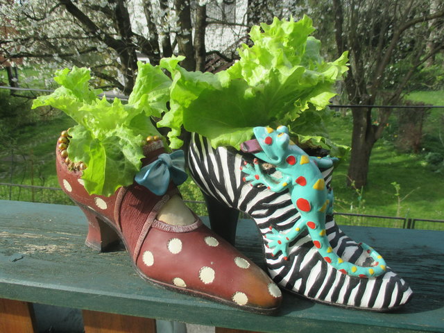 Der Salat fühlt sich im Deko-Schuh wohl