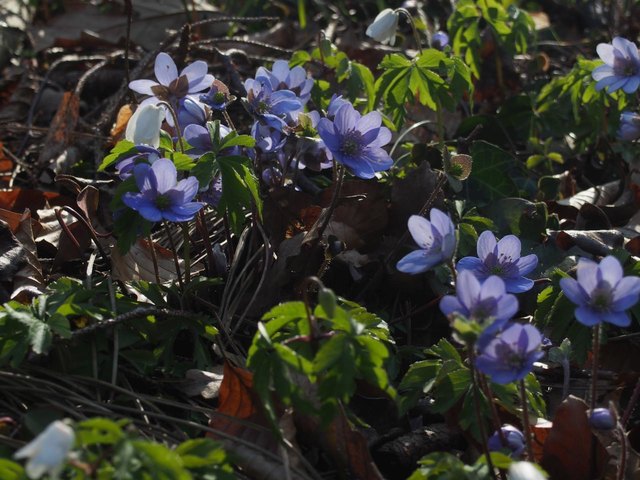 Tausende Blüten säumen den Weg