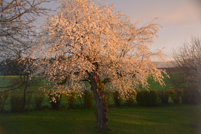 Mirabellen Baum in der Abendsonne