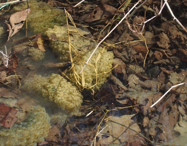 Froschlaich-Wolken